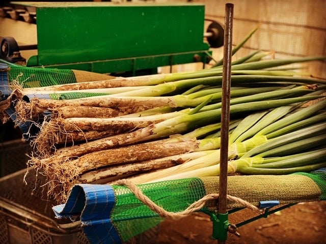 【冬期限定】安土信長葱と近江鴨鍋セット 3~4人前(送料込)