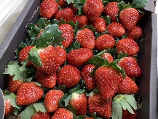 奈良県産ブランドいちご「古都華」使用　濃厚苺のチーズケーキ | 日本料理　卯之庵